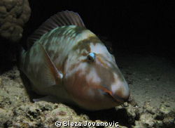 A parrotfish resting during the evening hours; Canon 720i... by Blaza Jovanovic 